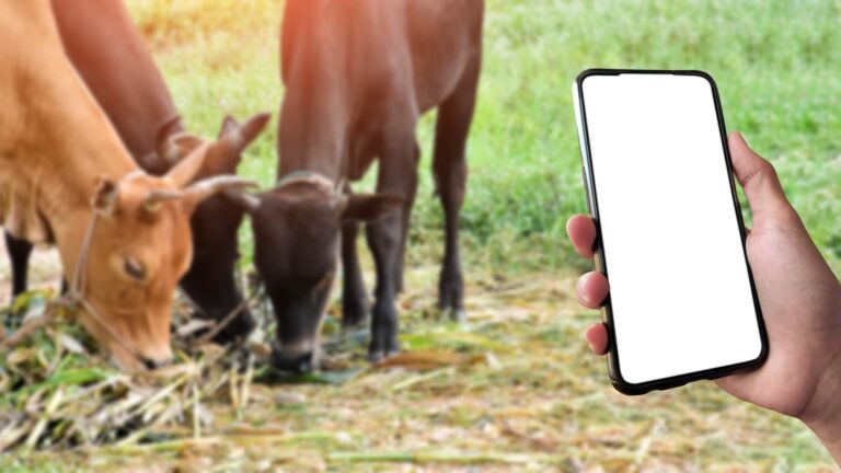 Zootecnica 4.0: il monitoraggio smart per ottimizzare l’allevamento di bovini